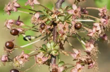 sad wiśniowy przemarznięty po przymrozkach majowych 2025