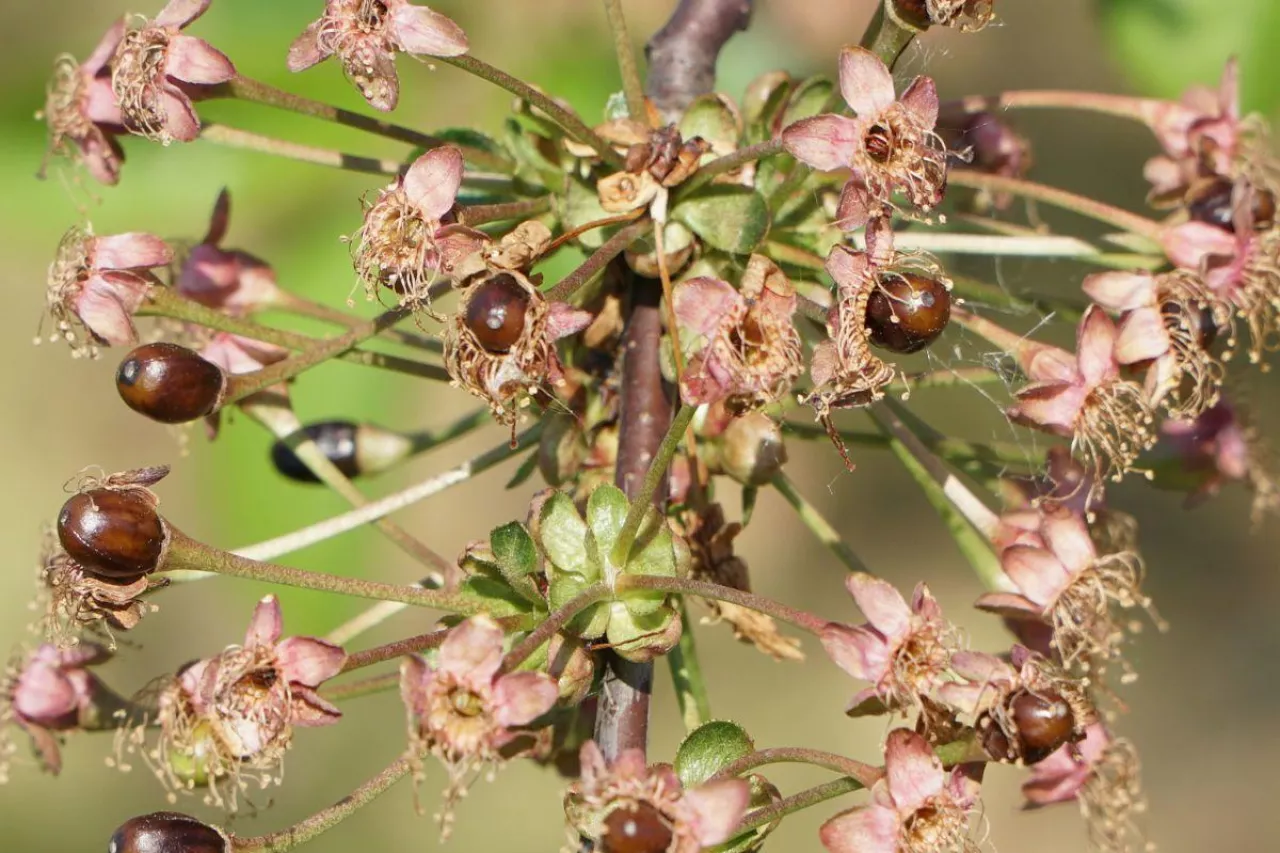 sad wiśniowy przemarznięty po przymrozkach majowych 2025