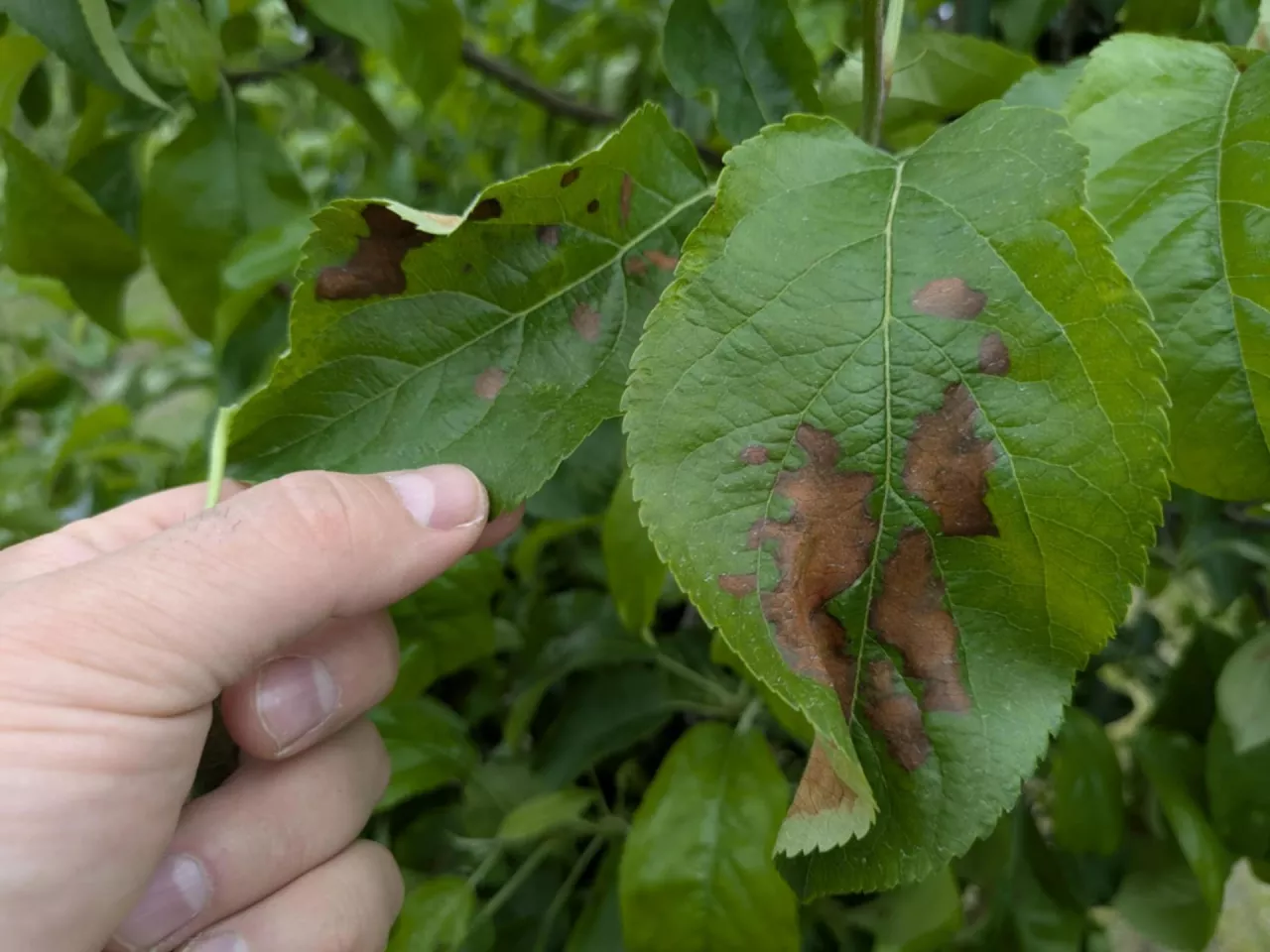 Nekrotyczna plamistosć na liściach odmiany Golden Delicious