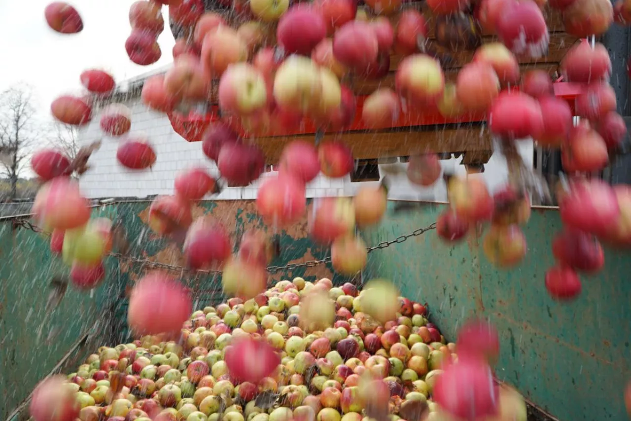 koncentrat jabłkowy