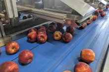 jabłka sortownia