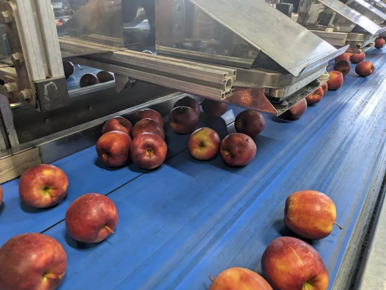 jabłka sortownia