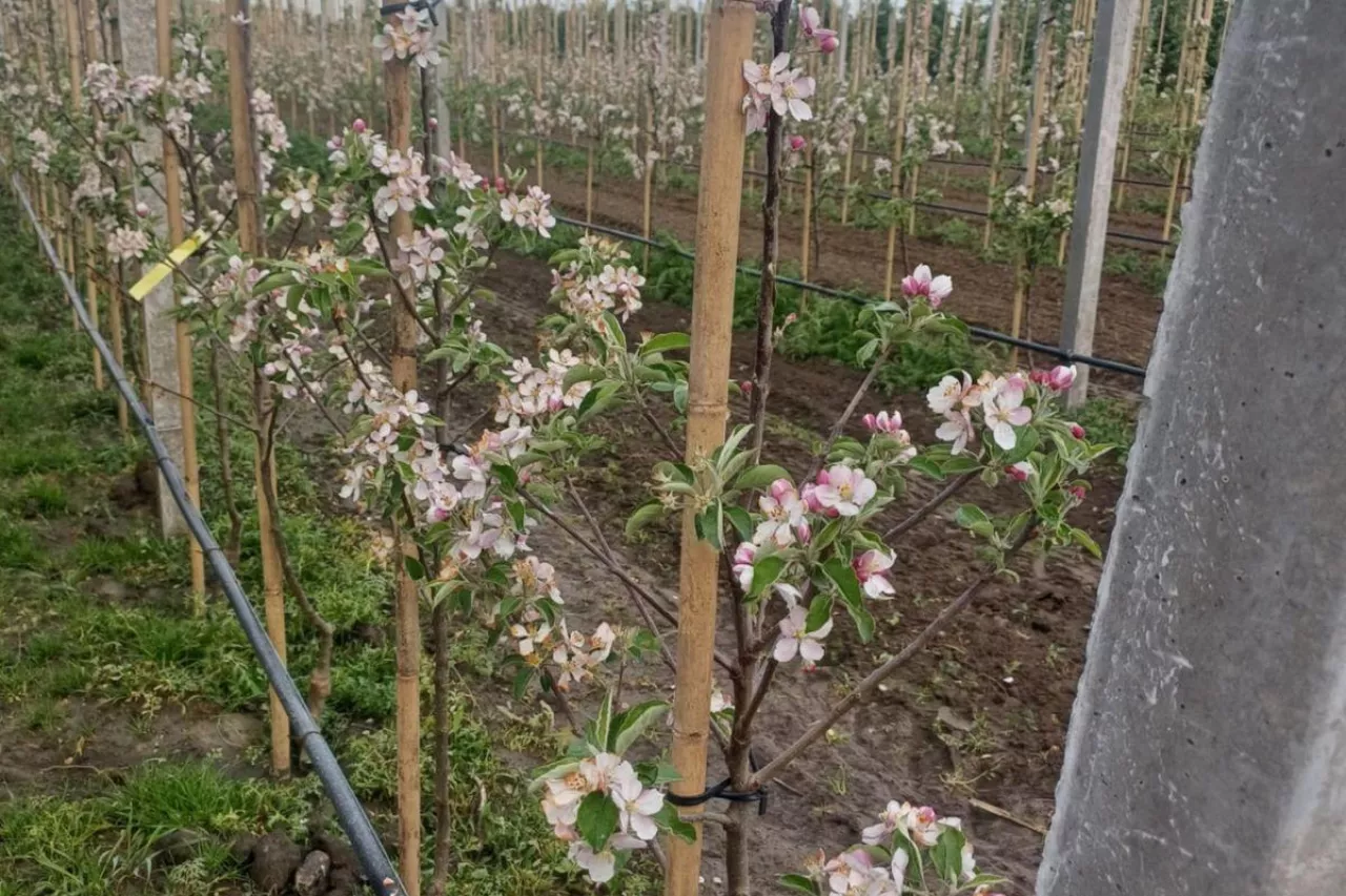 presja ze strony zarazy ogniowej