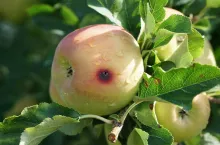 zwalczanie owocówki jabłkóweczki