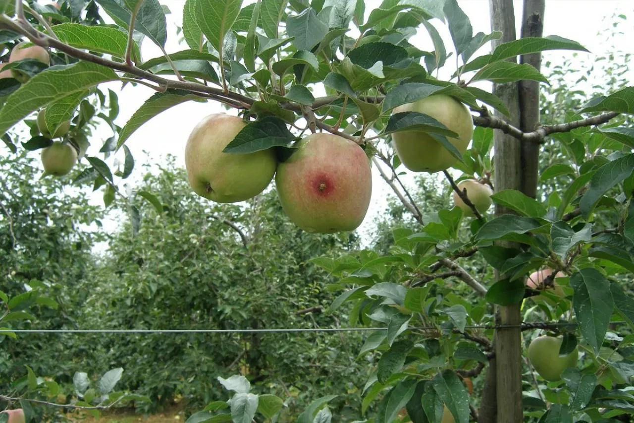Na zdjęciu znajduje się uszkodzony zawiązek jabłka z brunatnymi odchodami owocówki jabłkóweczki – typowy efekt braku ochrony