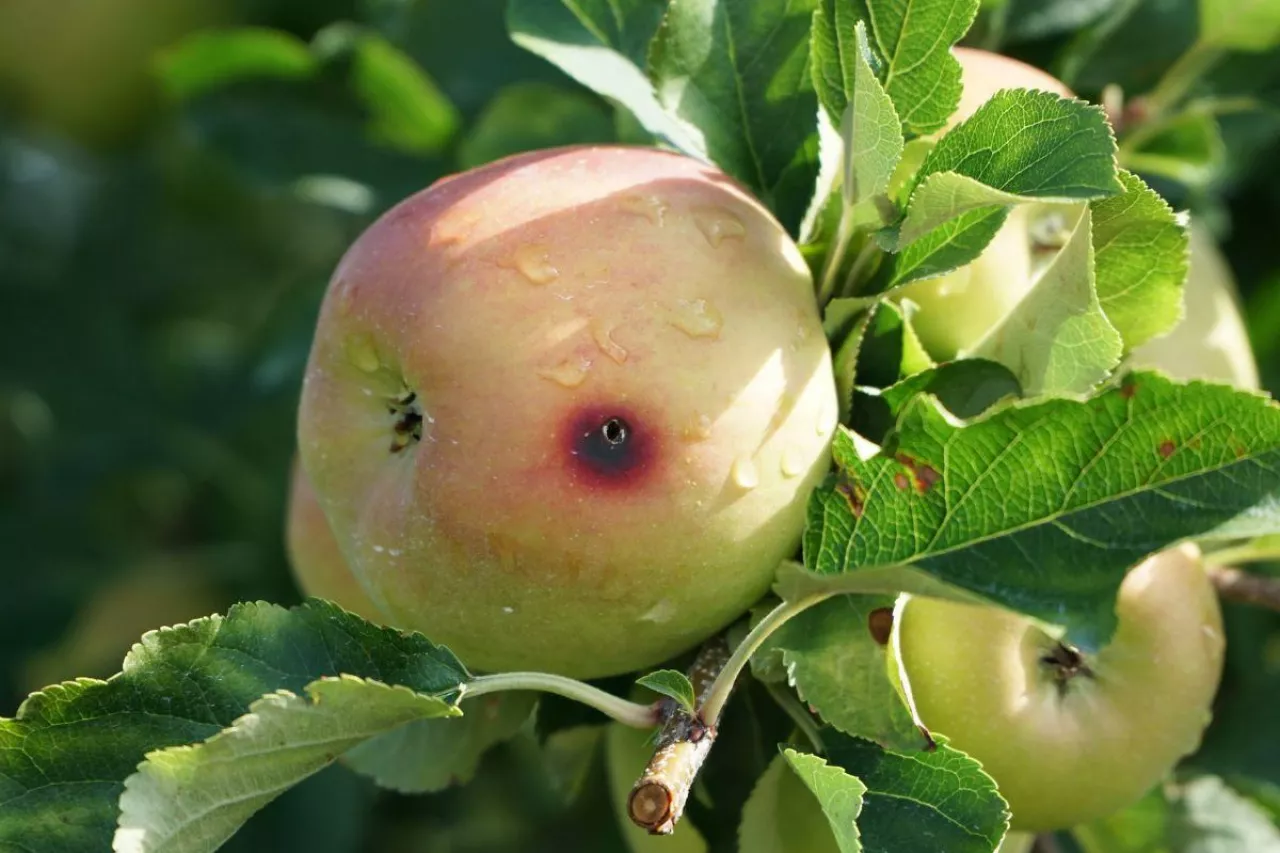 zwalczanie owocówki jabłkóweczki