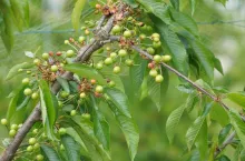 sad czereśniowy po przymrozkach