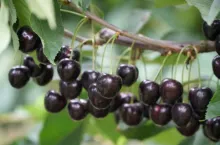 czeresnie w sadzie grzegorza pagacza