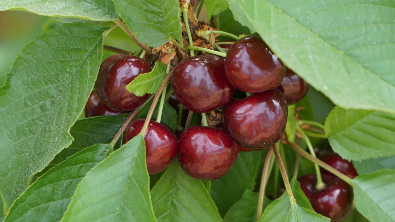 webinarium czereśniowe