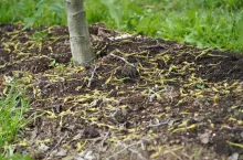 opad zawiazkow w sadach gruszowych