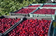 produkcja wiśni na węgrzech