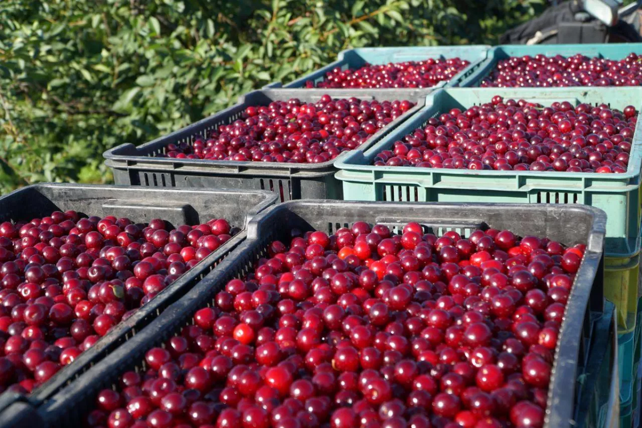produkcja wiśni na węgrzech