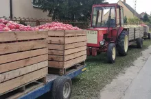 jabłka przemysłowe