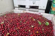 wiśnie przemysłowe