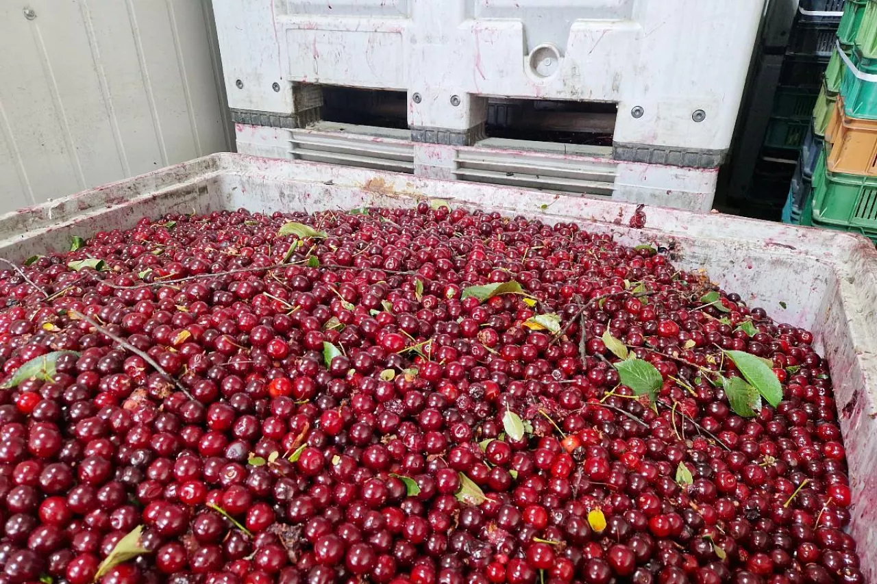 wiśnie przemysłowe