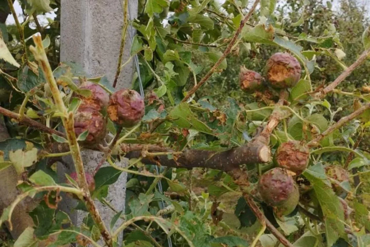 ogromne zniszczenia po gradzie w sandomierskich sadach