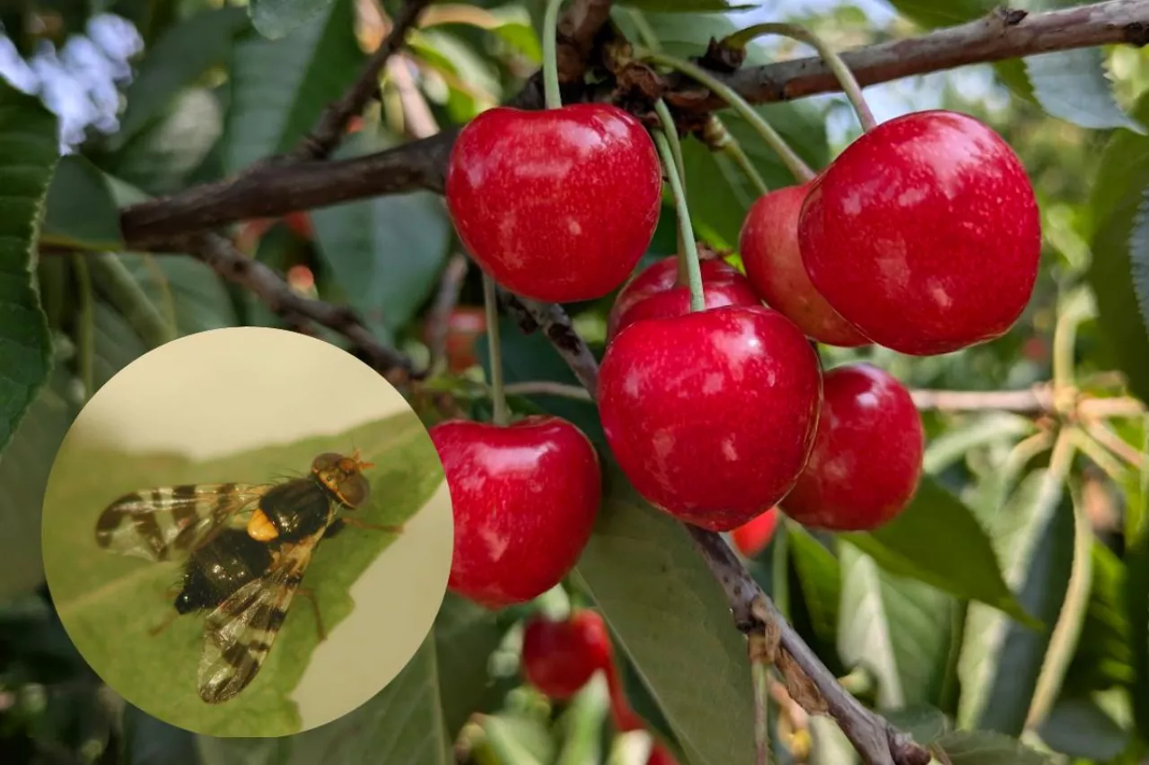 nasionnica czereśnie