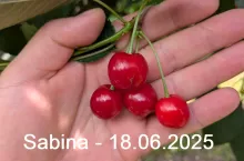 wiśnia sabina