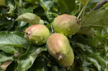 prognoza dla sadowników