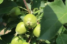 opad zawiązków w czerwcu w sadach