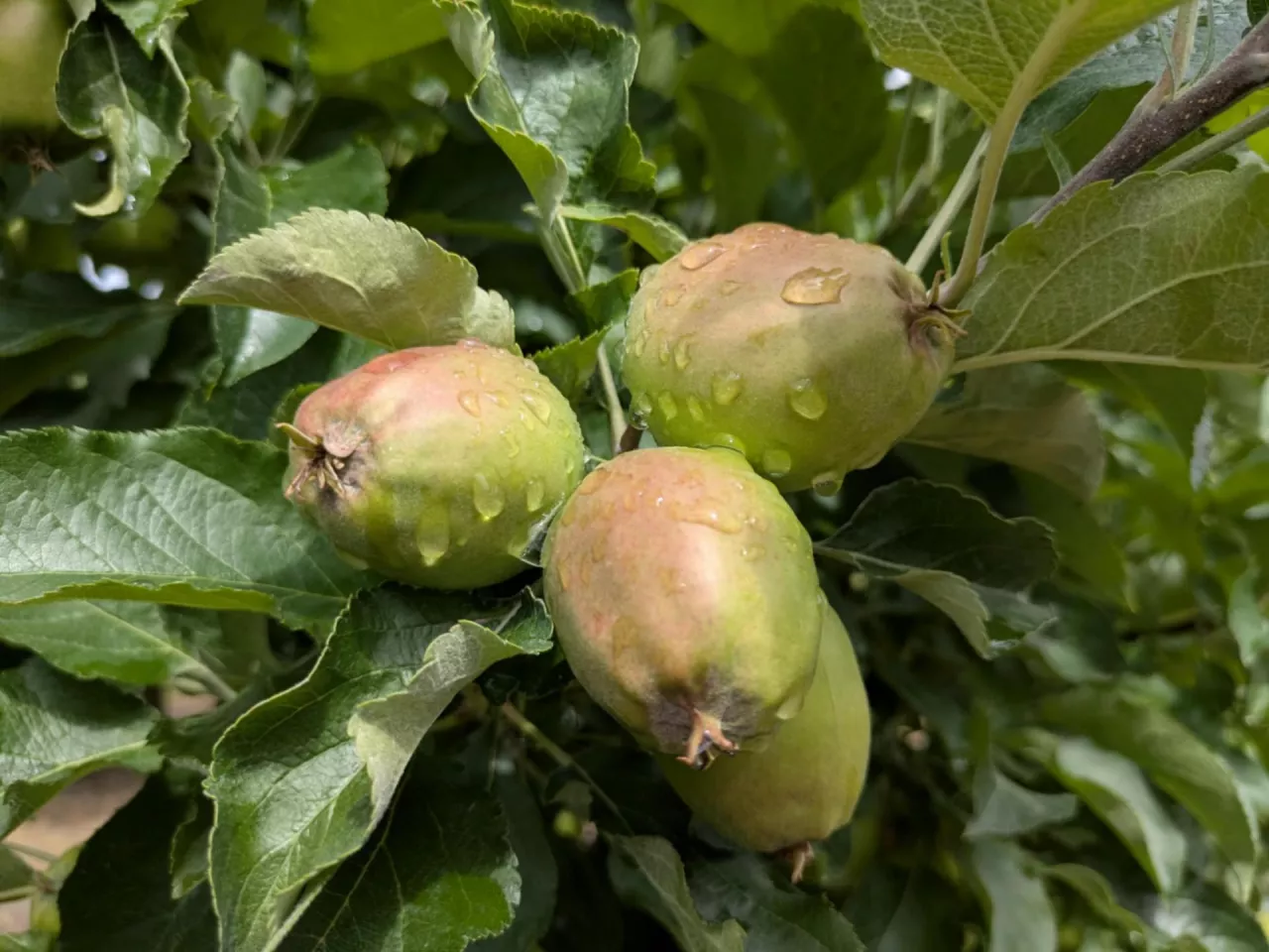 prognoza dla sadowników