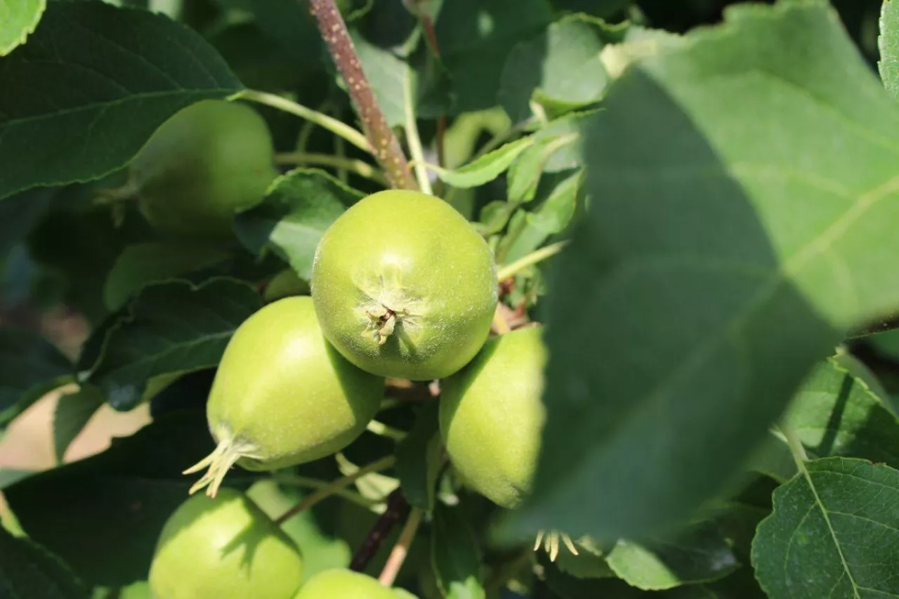 opad zawiązków w czerwcu w sadach