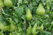 gruszki w gospodarstwie panstwa kot