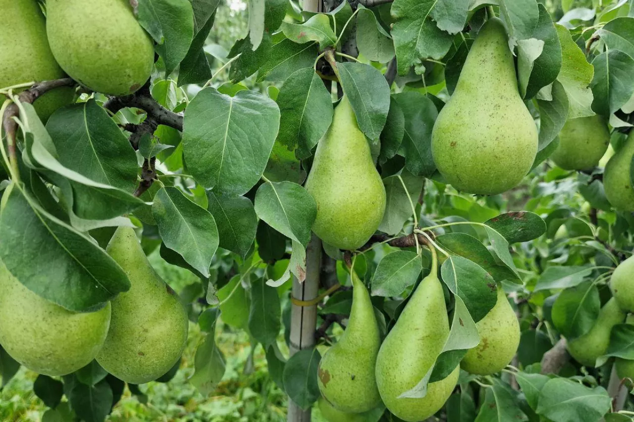 gruszki w gospodarstwie panstwa kot