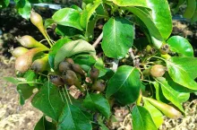 uszkodzone gruszki w gminie biała rawska