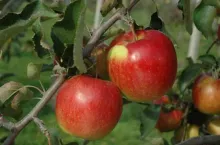 Fot. 5. ‘Jonagold‘