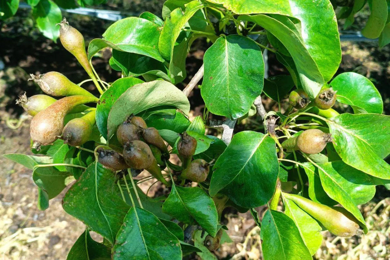 uszkodzone gruszki w gminie biała rawska