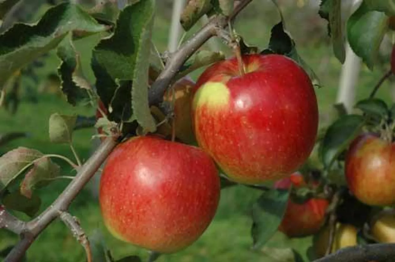 Fot. 5. ‘Jonagold‘