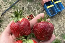zbiór truskawek