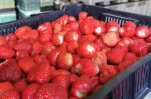 truskawki skup