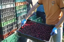 po ile wiśnie w skupie