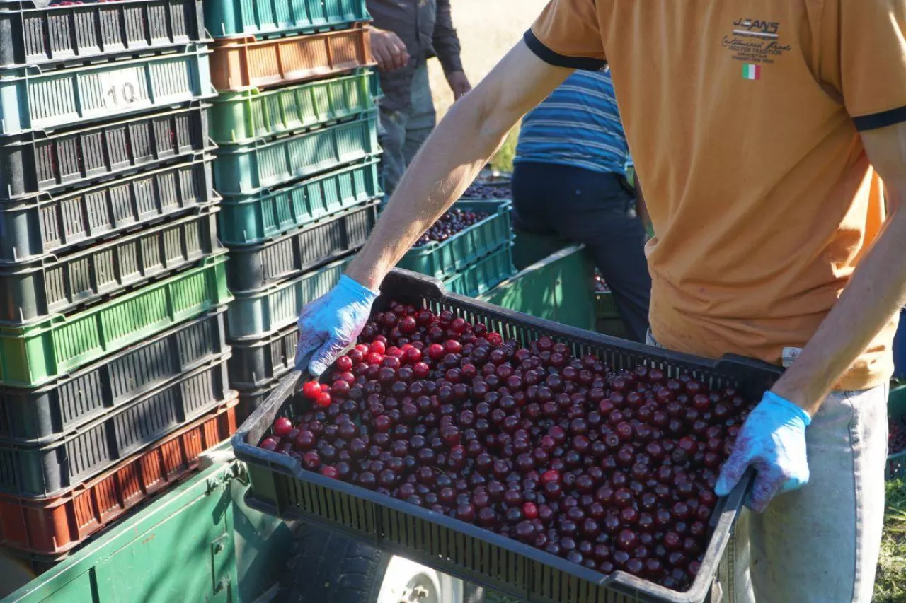 po ile wiśnie w skupie