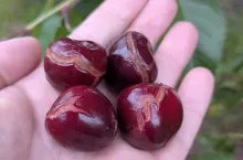 pękające czereśnie