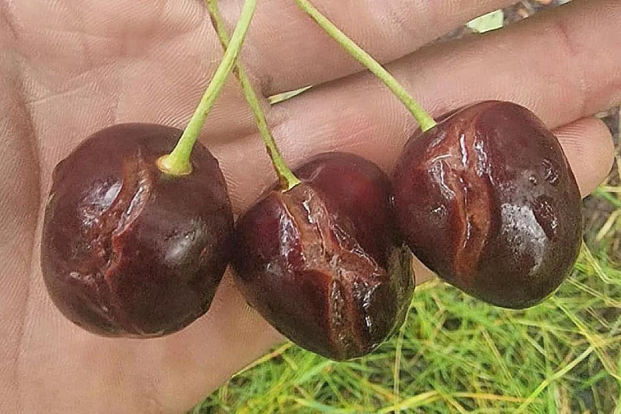 popękane czereśnie