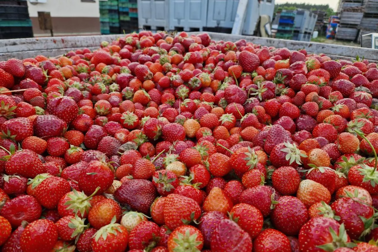 truskawki przemysłowe