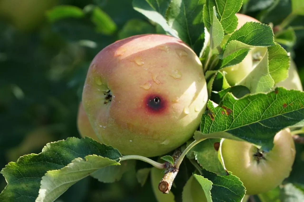 owocówka jabłkóweczka