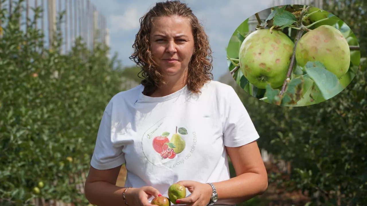 dorota furmaniak opisuje sytuację w sadzie po gradobiciu