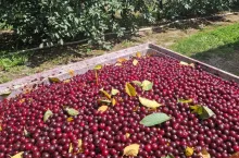 wiśnie na tłoczenie