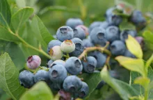 uprawa borówki w Peru