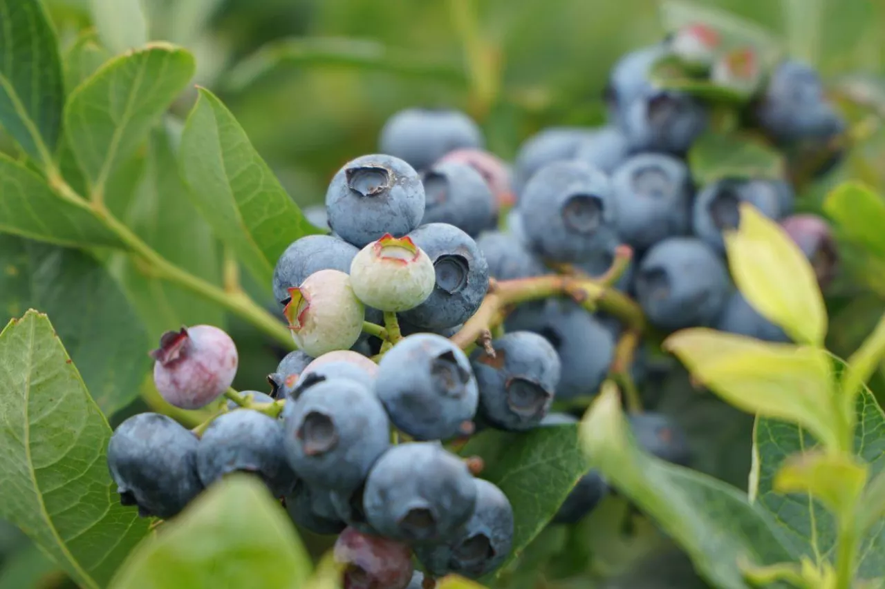 uprawa borówki w Peru