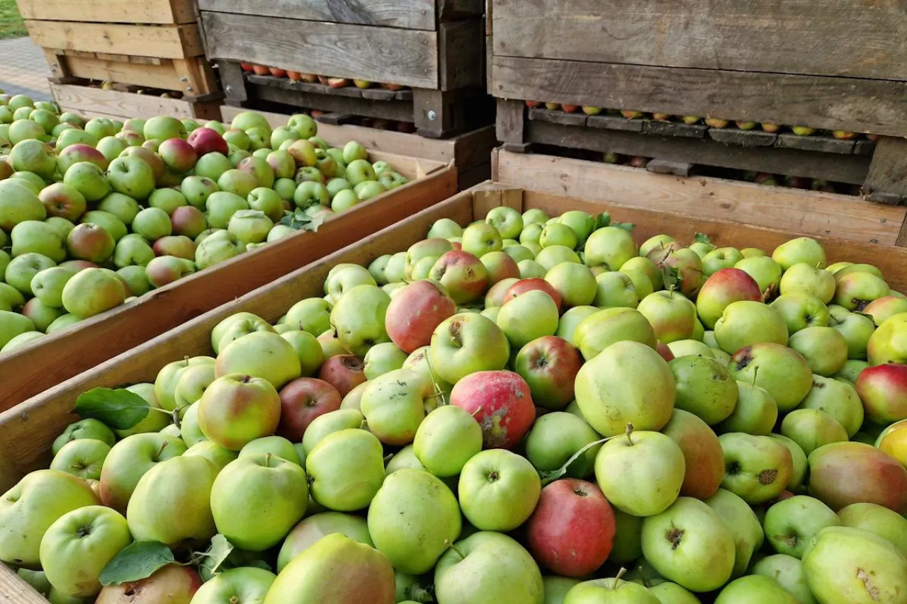 skup jabłek przemysłowych