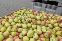 jabłka przemysłowe