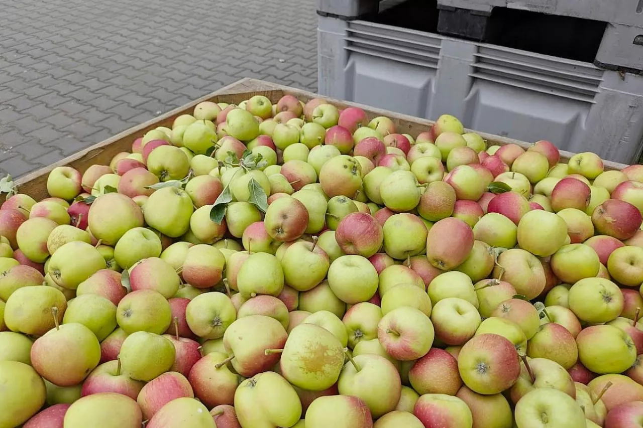 jabłka przemysłowe