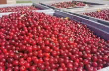 wiśnie na tłoczenie