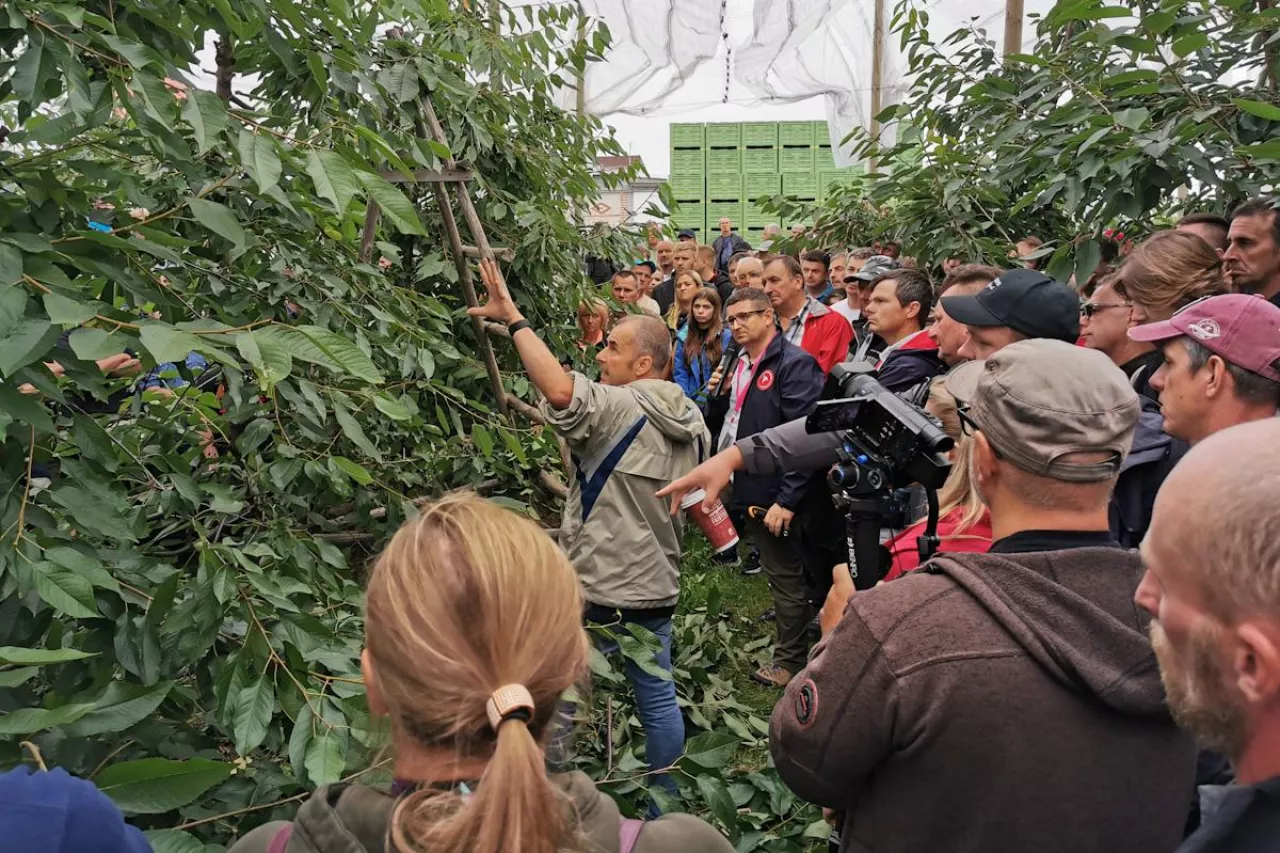 Letnie Pokazy Czereśniowe 2022