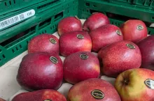 jabłka eksport